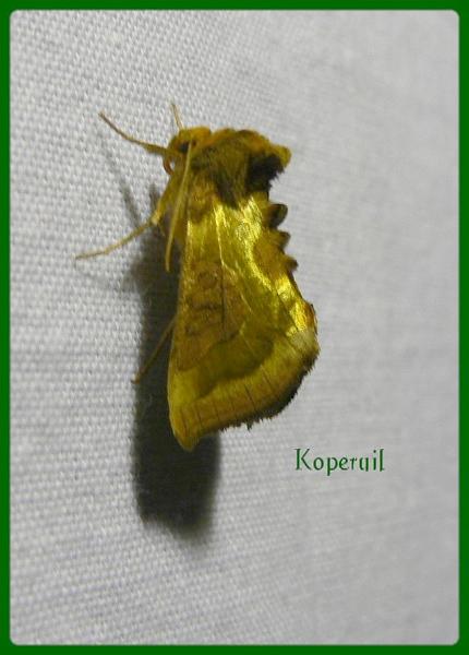 koperuil 2.jpg - Koperuil - Diachrysia Chrisitis